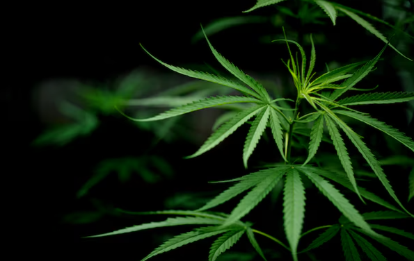  Where to Buy Cbd Oil in Citrus Heights