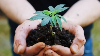 How to Store Cbd Oil