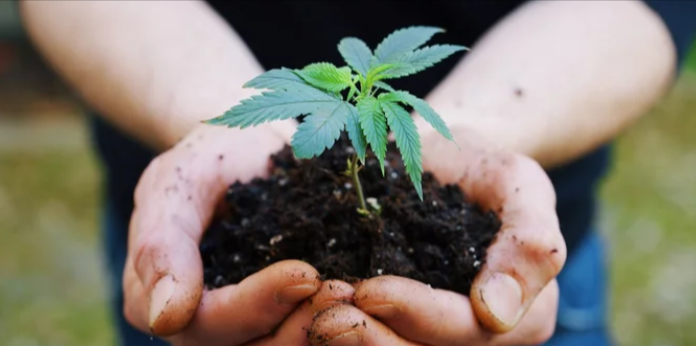 How to Store Cbd Oil