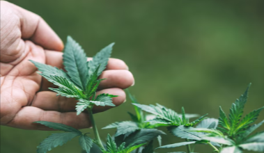 How Old Do You Have to Be to Buy Cbd in California