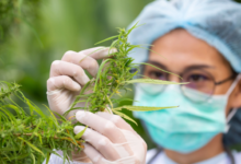 Why Your Dispensary Needs a Cannabis Marketing Agency Today