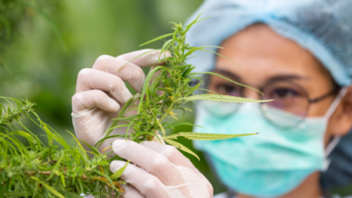 Why Your Dispensary Needs a Cannabis Marketing Agency Today