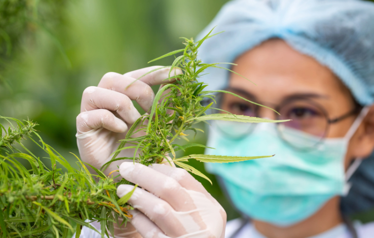 Why Your Dispensary Needs a Cannabis Marketing Agency Today