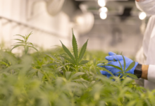 Why Choose a Cannabis Marketing Agency for Dispensary Growth