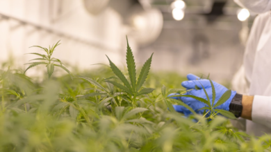 Why Choose a Cannabis Marketing Agency for Dispensary Growth