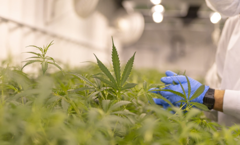 Why Choose a Cannabis Marketing Agency for Dispensary Growth